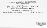 Ravenelia brongniartiae image